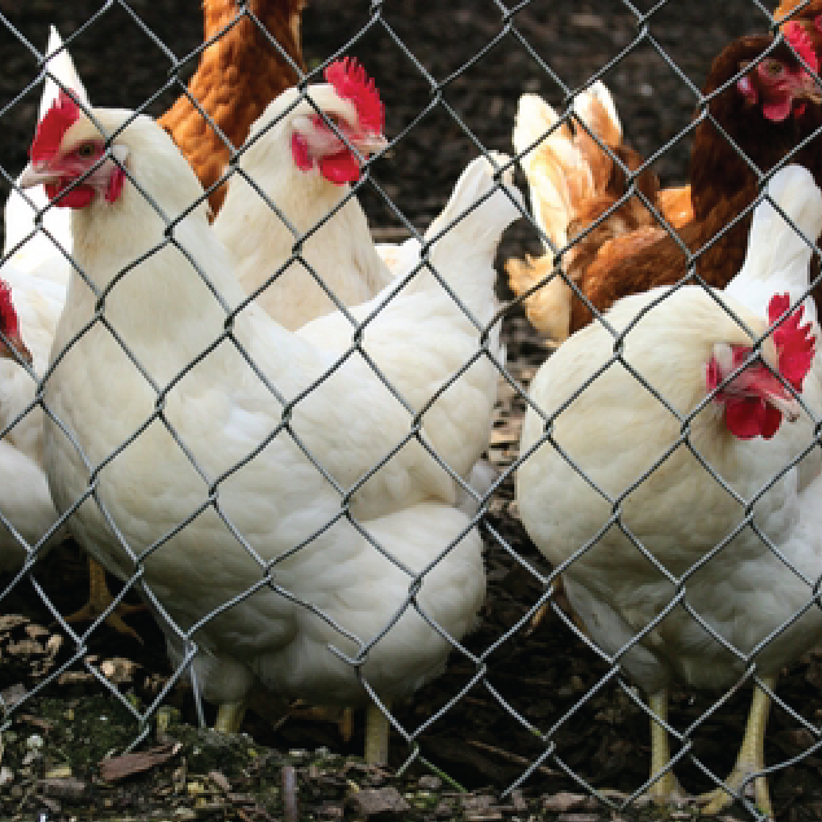 Aves de corral y carne